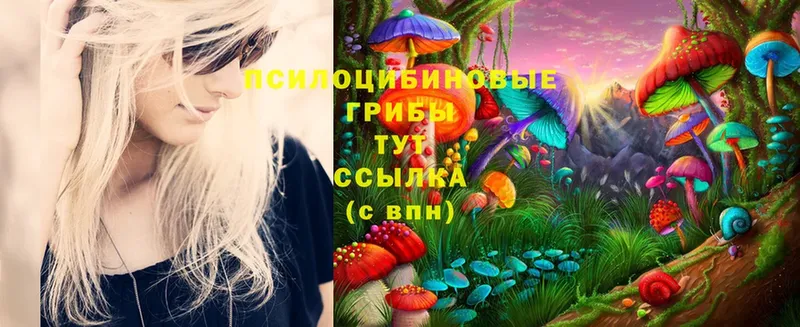 blacksprut ССЫЛКА  где продают наркотики  Курчатов  Псилоцибиновые грибы Psilocybine cubensis 